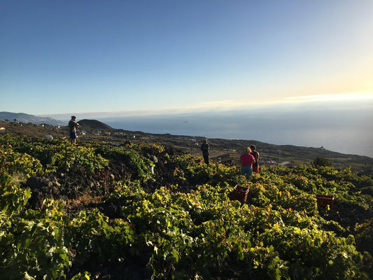 Old vines: Connections to the Past and Future of Farming